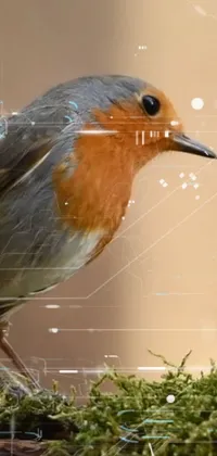 This phone live wallpaper features a beautiful robin bird sitting on a moss-covered ground