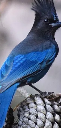 This phone live wallpaper showcases a beautiful blue bird perched on a tree branch