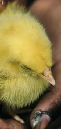 This live phone wallpaper depicts a close-up of a small, yellow bird held in someone's hands