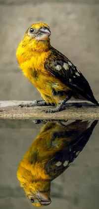 This live phone wallpaper features a realistic yellow and black bird sitting on a ledge