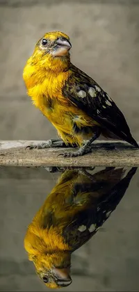 This stunning phone live wallpaper features a vibrant yellow and black bird sitting on a ledge