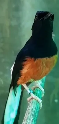 Decorate your phone screen with a colorful magpie bird sitting on a tree branch with this live wallpaper feature