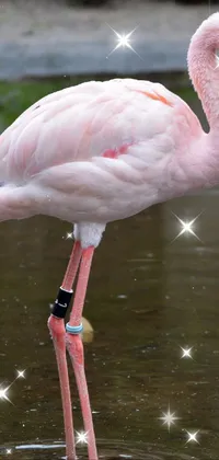 Bird Water Greater Flamingo Live Wallpaper
