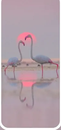 Bird Water Greater Flamingo Live Wallpaper