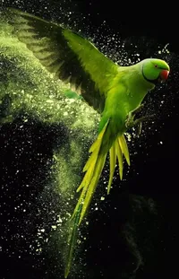 Bird Water Parrot Live Wallpaper