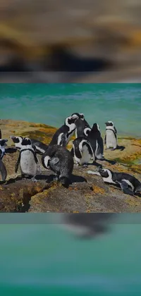 Bird Water Penguin Live Wallpaper