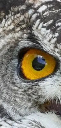 This phone live wallpaper boasts a striking image of an owl