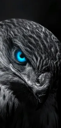 Bird Whiskers Electric Blue Live Wallpaper