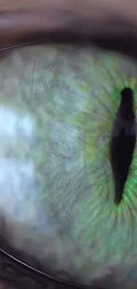 This phone live wallpaper features a striking close-up of a green cat eye in hyperrealistic detail