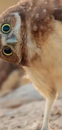 This phone live wallpaper showcases an up-close and personal view of a bird with big, expressive eyes perched on a dirt ground