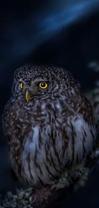 This captivating phone live wallpaper features a stunning digital art of a small owl sitting peacefully on top of a tree branch in a quiet forest night scene
