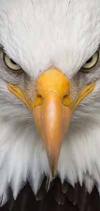 Eagle Live Wallpaper