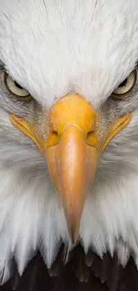 dark eagle eye  Live Wallpaper
