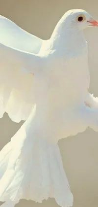 Bird White Beak Live Wallpaper