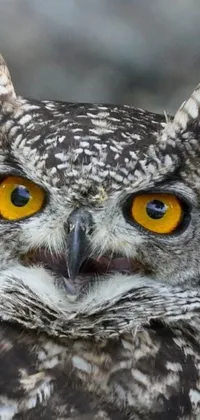 This captivating phone live wallpaper features a close up of an owl, showcasing its pointed face and mesmerizing yellow eyes