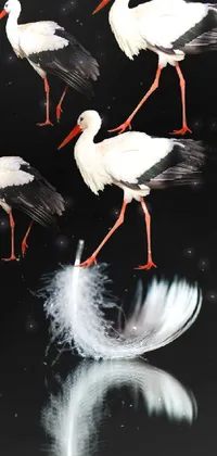 Bird White Light Live Wallpaper