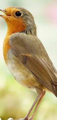 Bird Wildlife Beak Live Wallpaper