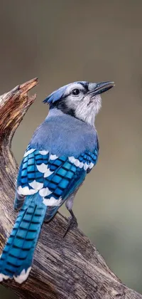 Bird Wood Beak Live Wallpaper