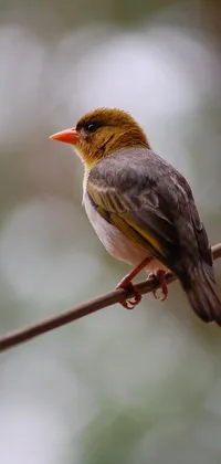 This vibrant phone live wallpaper depicts a small bird perched on a wire, set against a yellow and reddish black color scheme