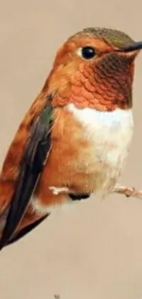 This phone live wallpaper showcases an incredibly realistic digital rendering of a small bird from the bee hummingbird species