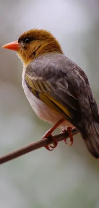Introducing a stunning phone live wallpaper featuring a small bird perched on a wire