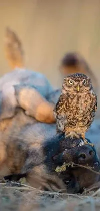 This stunning live wallpaper features a small and highly detailed owl sitting on the back of a dog, captured by Ibrahim Kodra during a sunrise in 2020