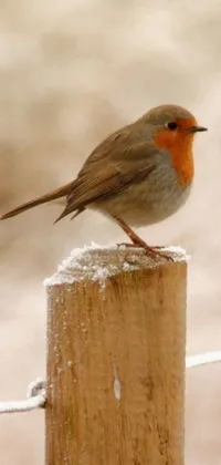 This phone wallpaper features a charming small bird perched on a rustic wooden post standing in the snowy outdoors