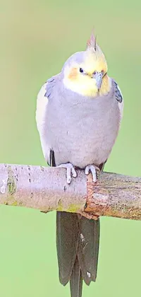 This phone live wallpaper depicts a miniature bird perched on a tree branch against a white background