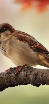 This phone live wallpaper features a stunning image of a small bird sitting on a tree branch in hyperrealistic detail