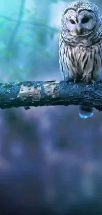 This stunning live phone wallpaper features a small owl perched atop a tree branch, set against a rainy backdrop