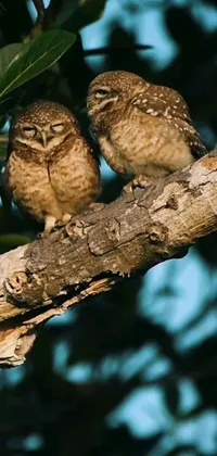 This live phone wallpaper features two owls sitting on a tree branch in a tranquil nature setting