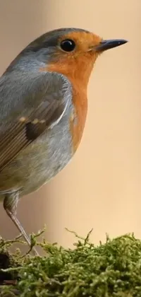 Bird Wood Terrestrial Animal Live Wallpaper