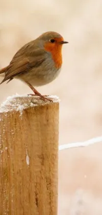 Decorate your phone screen with a gorgeous wallpaper featuring a cute little bird sitting on a wooden post