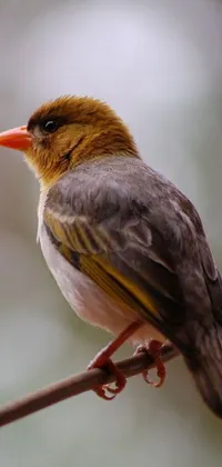This phone live wallpaper showcases a stunning image of a small bird perched on a tree branch