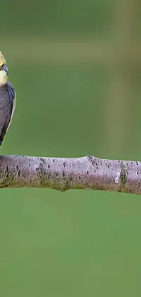 This live phone wallpaper showcases two birds sitting on a tree branch