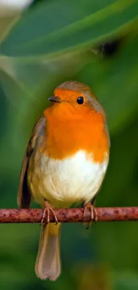 This live wallpaper depicts an orange and white bird perched on a wire set amidst a foliage backdrop