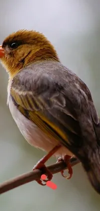 This phone live wallpaper depicts a vivid scene of a small bird resting on a tree branch