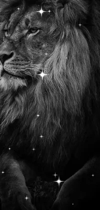 This stunning live wallpaper features a fierce and regal black and white image of a lion looking to the side with a powerful expression