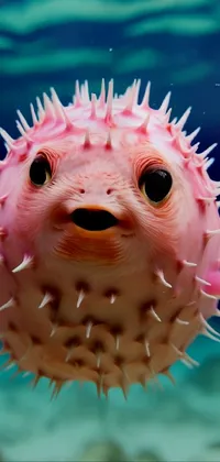 Blowfish Vertebrate Jaw Live Wallpaper