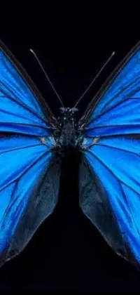 This stunning phone live wallpaper showcases a vibrant blue butterfly on a black background