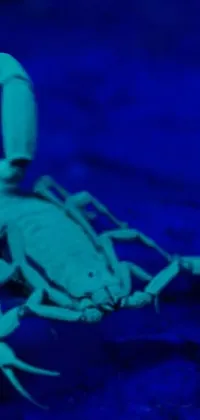 Blue Arthropod Insect Live Wallpaper