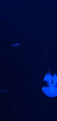 Blue Bioluminescence Water Live Wallpaper