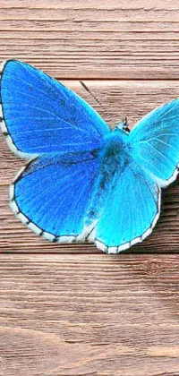 Introducing an incredible phone wallpaper design featuring a mesmerizing blue butterfly perched on a wooden floor