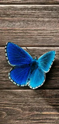 This visually stunning phone live wallpaper features a realistic blue butterfly perched gracefully on a wooden floor