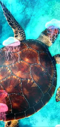 turtle  Live Wallpaper