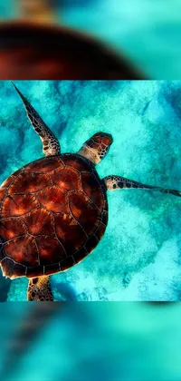 Blue Reptile Loggerhead Sea Turtle Live Wallpaper