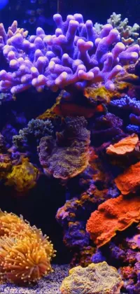 Blue Underwater Organism Live Wallpaper