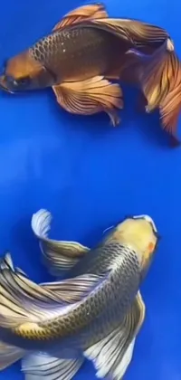 This stunning live wallpaper features two beautifully crafted fish elegantly swimming side by side on a tranquil blue ocean backdrop