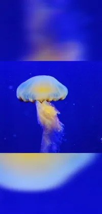Blue Water Jellyfish Live Wallpaper