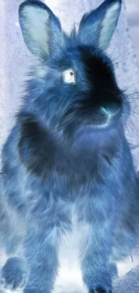 Blue Whiskers Rabbit Live Wallpaper